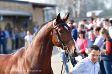 Foncetti hengstenshow 2019