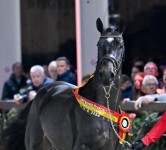 versailles vici champion